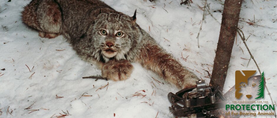 Lynx cruelty