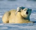 Killing coyotes to save polar bears? How Canada Goose is buying its way into wildlife “protection”
