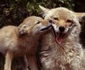VICTORY! Ontario MNR denies city request for coyote cull